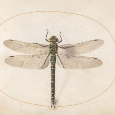 Joris Hoefnagal, Southern Hawker Dragonfly, 1542 - 1600, watercolor and paint on parchment