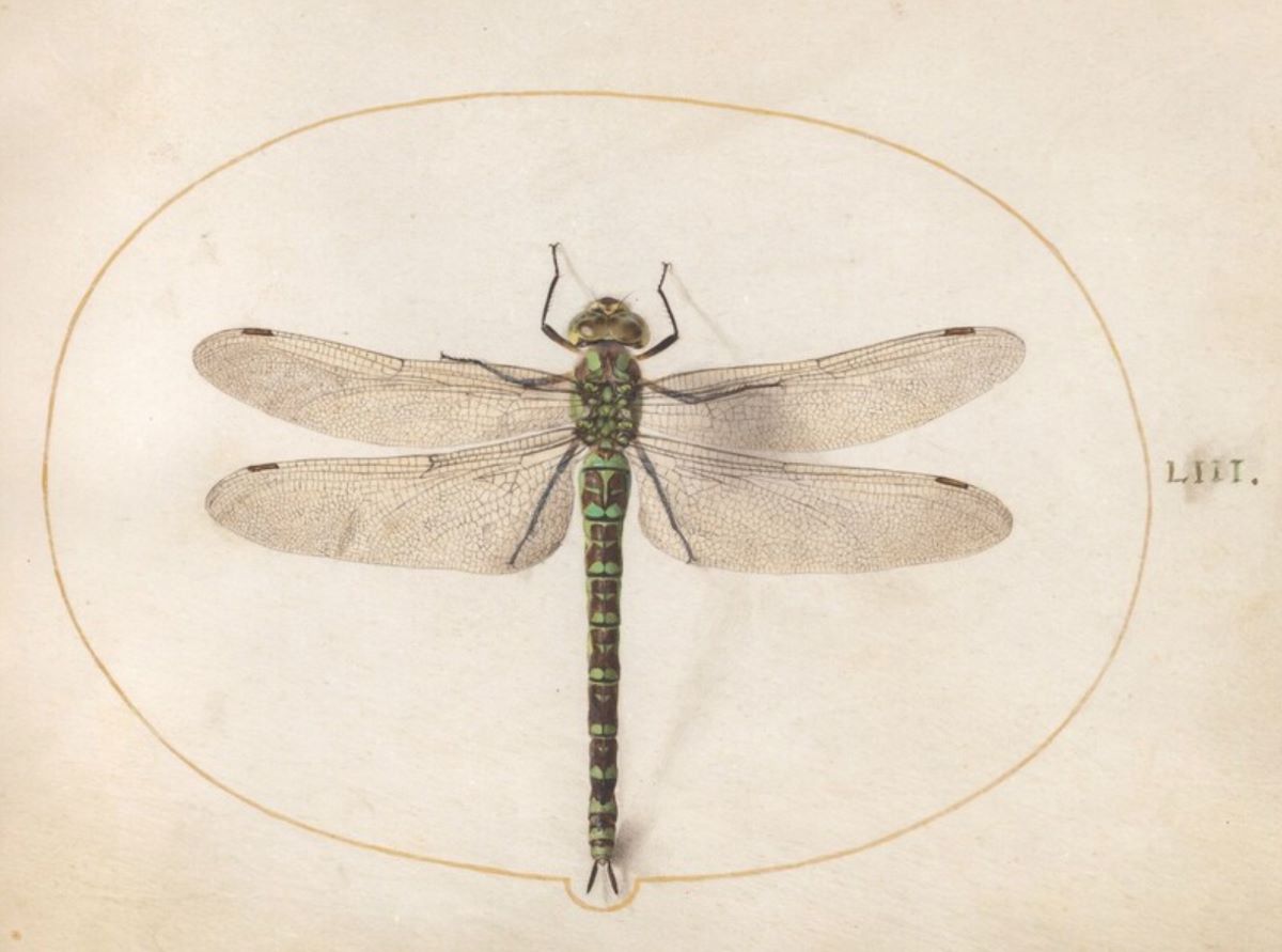 Joris Hoefnagal, Southern Hawker Dragonfly, 1542 - 1600, watercolor and paint on parchment