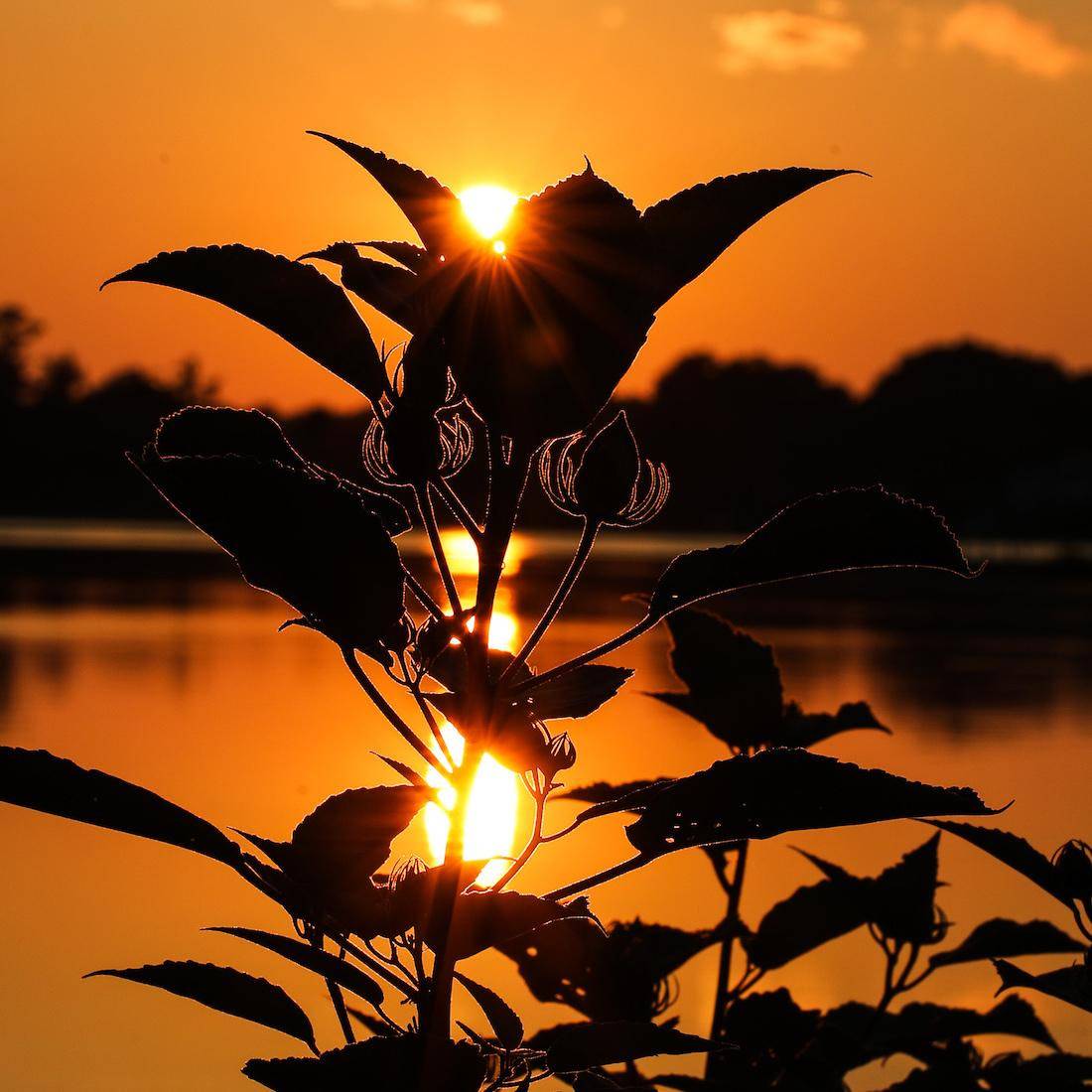 Petra Bernstein, Mallow Sunset, fine art print on metal, 22" x 22"